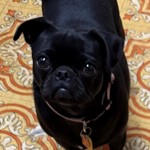 Poppie, Pug, lost pet near Albuquerque, NM
