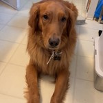 Bear, Golden Retriever, lost pet near Plainfield, IL