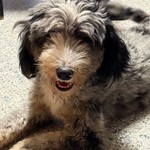 Juniper, Bernedoodle, lost pet near Lacy Lakeview, TX