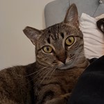Earl Grey, Domestic Short Hair, lost pet near Bowling Green, OH