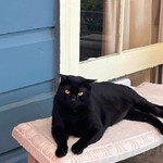 Velcro, American Shorthair, lost pet near Harahan, LA