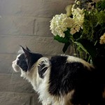 Ozzy McLaren, Maine Coon, lost pet near Oro Valley, AZ