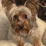 Ace Colvin McNichols, Yorkshire Terrier, lost pet near Kingwood, TX