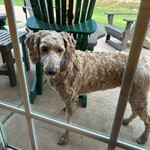 labradoodle (?), found pet near Concord, NC