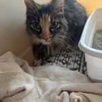 Cat American longhair calico, found pet near Cypress, TX