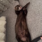 Tino, Ferret, lost pet near Gilbert, AZ