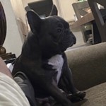 Blu, French Bulldog, lost pet near Riverside, MO