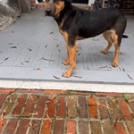 Found pet near Ladson, SC
