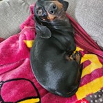 Sampson, Miniature Dachshund, lost pet near South Silver Lake, MN