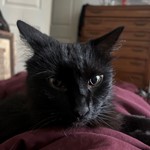 Longhair, found pet near Philadelphia, PA