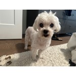 Marley