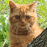 Pickles, Selkirk Rex, lost pet near Willard, MO