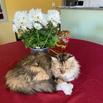 calista, Mixed Breed Cat, lost pet near Summerlin, NV