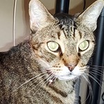 Tazz, Domestic Short Hair, lost pet near Greenacres, FL