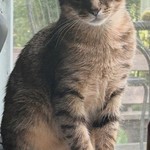 Tommy, Tabby, lost pet near Bethlehem, GA