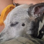 Jake Maher, Jack Russell Terrier, lost pet near Des Moines, IA