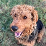 Omen, Airedale Terrier, lost pet near Taloga, OK