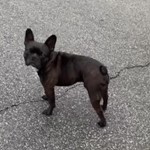 Frankie, Frenchton, lost pet near Euclid, OH