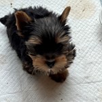Bizzyboo, Yorkshire Terrier, lost pet near Oakwood, IL