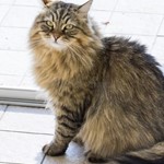 Tommy, Tabby, lost pet near Windcrest, TX