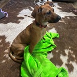 Found pet near New London, NC