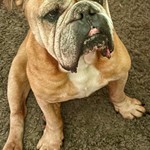 Bruce, English Bulldog, lost pet near Bridgeview, IL