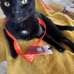 Romeo, Domestic Short Hair, lost pet near Golden Gate, FL