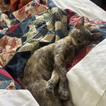 Other Cat Breed, found pet near Staten Island, NY