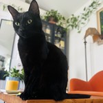 Momo, lost pet near El Cerrito, CA