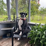 Boomer, American Bully/American Bully, lost pet near Fountain, FL