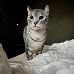 cleo, Bengal/Japanese Bobtail, lost pet near University City, MO