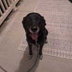 Labrador Mix, found pet near Knightdale, NC
