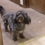 Abby, Deer Head Chihuahua/Deer Head Chihuahua, lost pet near Salinas, CA