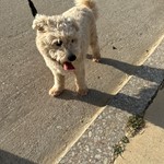 Found pet near Savannah, TX