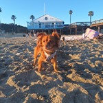 Darling, Chihuahua, lost pet near Templeton, CA