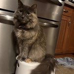 Fancy, Domestic Long Hair/Domestic Long Hair, lost pet near Mishawaka, IN