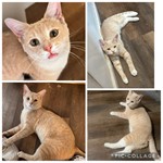 KEVIN, Domestic Short Hair/Tabby, lost pet near Gilbert, AZ