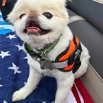 ROSCOE, Japanese Chin, lost pet near Inlet, NY