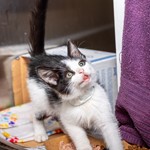 Space Cowboy, Domestic Short Hair, lost pet near Hattiesburg, MS