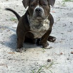 BJ, American Bully, lost pet near Hawthorne, FL