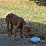 Pitbull, found pet near Leesville, LA