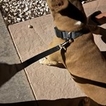 Pix mixed, found pet near Hesperia, CA