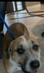 Harley tedesco, American Staffordshire Terrier/American Staffordshire Terrier, lost pet near North Fort Myers, FL