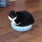 Neko, Tuxedo, lost pet near Alabaster, AL