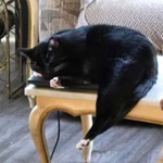 Vern, Domestic Short Hair/Domestic Short Hair, lost pet near Coram, NY