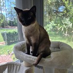 Samurai aka Gizmo, Siamese/Siamese, lost pet near Coram, NY