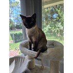 Samurai aka Gizmo