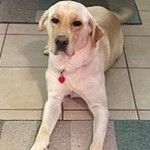 Al Capone Tindall, Labrador Retriever, lost pet near Alford, FL