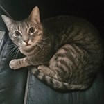 Nico, Domestic Short Hair, lost pet near Auburn, WA