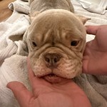 Pocket Bullie, found pet near Helotes, TX